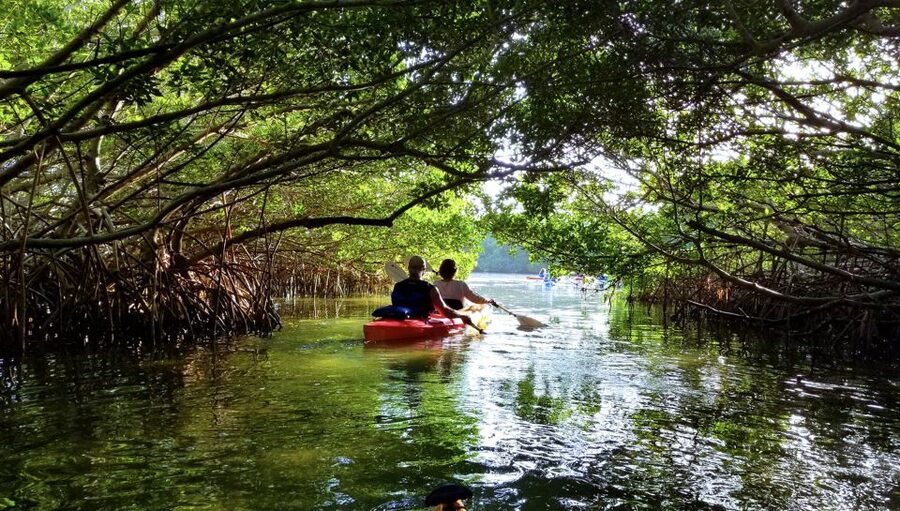 North Miami: Nature & Island Exploration on SUP/Kayak - Who This Tour Suits Best (and Who Should Skip)