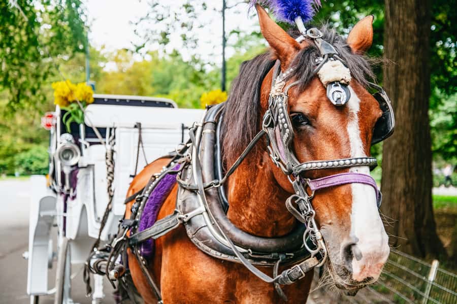 NYC: Guided Central Park Horse Carriage Ride - Key Things to Know Before You Go