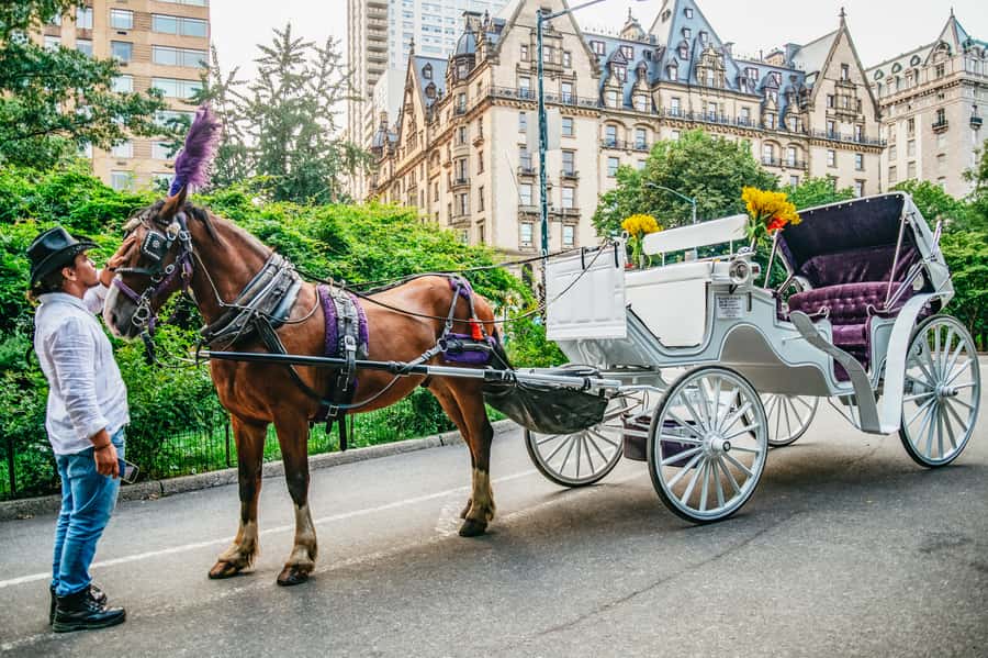 NYC: Guided Central Park Horse Carriage Ride - What You Get From a Central Park Horse Carriage, Besides the Vibes