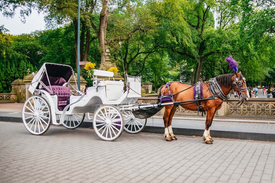 NYC: Guided Central Park Horse Carriage Ride - The Stops You Will Notice Most, and What Makes Each One Worth Seeing