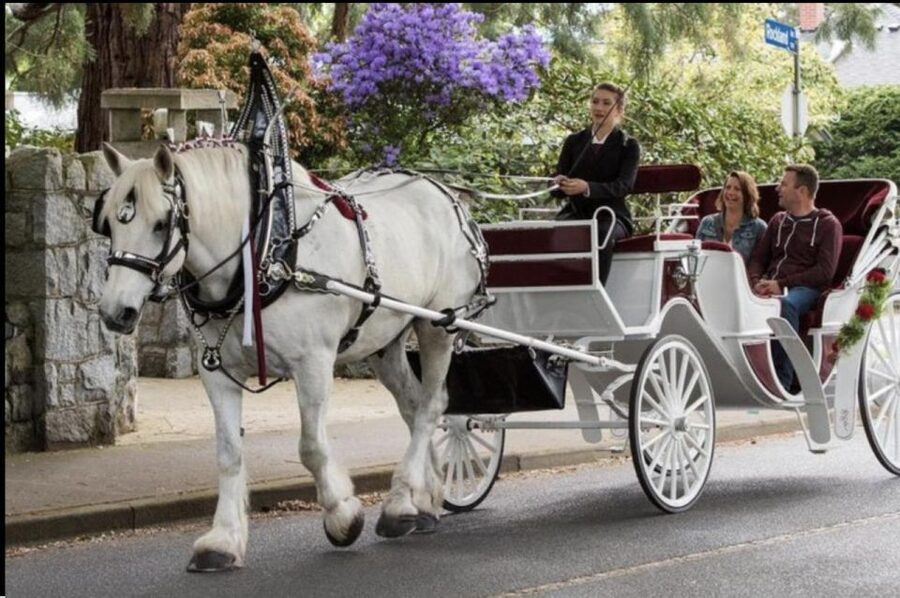 NYC: Private Central Park Horse Carriage Ride with Guide - Choosing your route: Central Park highlights versus Fifth Avenue NYC lights