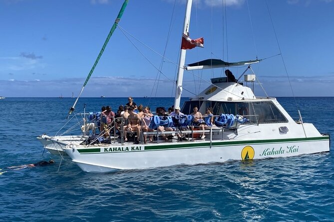 Oahu Catamaran Snorkel Tour: See Turtles 100% Guaranteed - Wildlife you may spot, beyond the guaranteed turtles