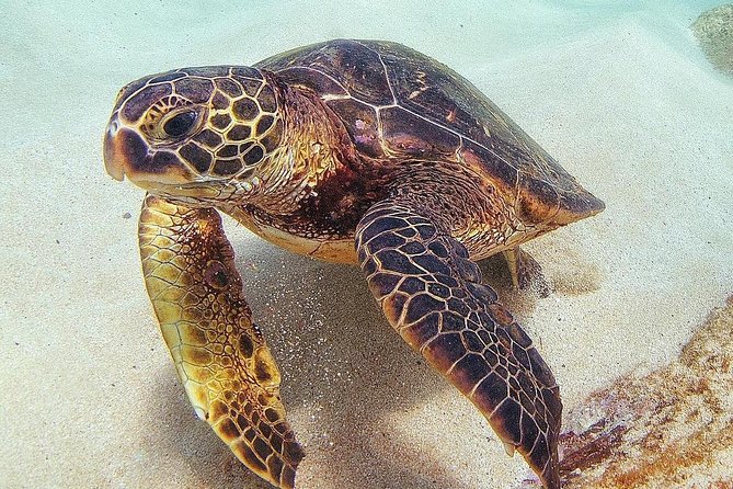 Oahu Circle Island Tour with Turtle Snorkeling- Small-Groups - Macadamia Nut Farm and Tsue Farm Lunch: Local Food Stops That Are Actually Worth the Time