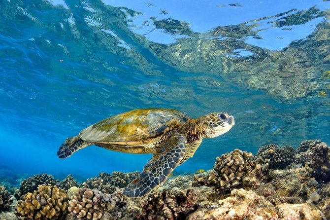 Oahu Circle Island Tour with Turtle Snorkeling- Small-Groups - Dole Plantation: The Convenient Ending for Souvenirs and Dole Whip-Style Treats