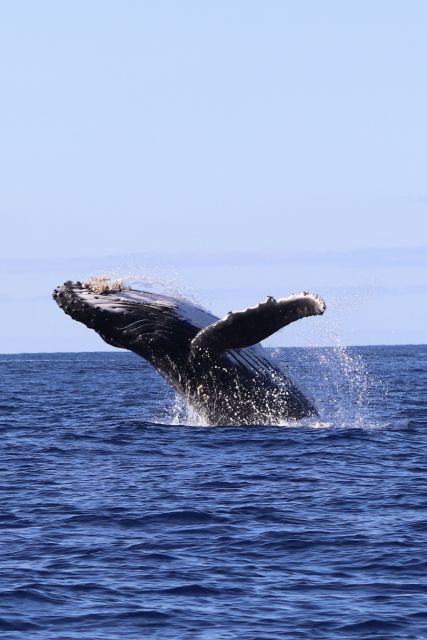 Oahu: Dolphin Swim and Turtle Snorkel Excursion in Waianae - What the dolphin search actually feels like on the water