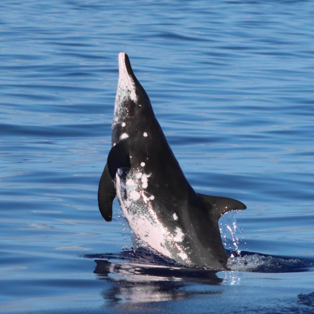 Oahu: Dolphin Swim and Turtle Snorkel Excursion in Waianae - Dolphin swim vs turtle snorkel: how to set expectations the right way