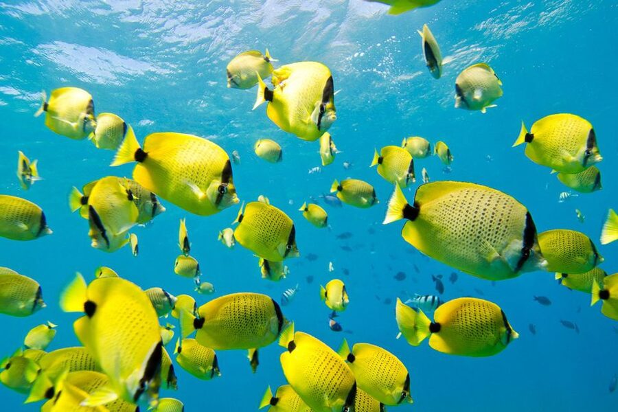 Oahu: Dolphin Swim and Turtle Snorkel Excursion in Waianae - Snorkeling time in protected bays: what you will actually see