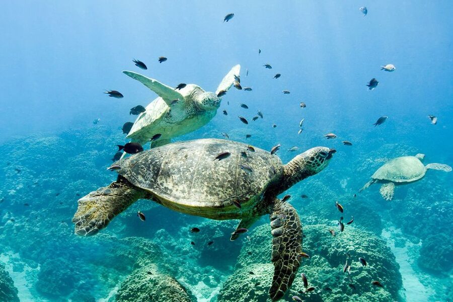 Oahu: Dolphin Swim and Turtle Snorkel Excursion in Waianae - The crew: how names like Jay-Lynn, Morgan, Ashley, and Mandy show up in your day