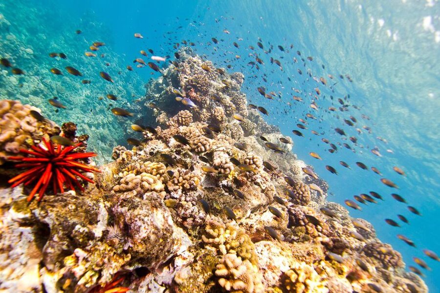 Oahu: Dolphin Swim and Turtle Snorkel Excursion in Waianae - Included value that matters more than the headline price