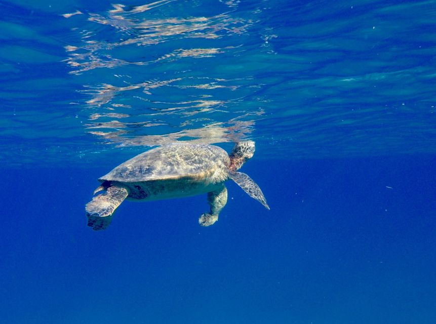 Oahu: Dolphin Swim and Turtle Snorkel Excursion in Waianae - What to bring, what to avoid, and how to keep the day easy