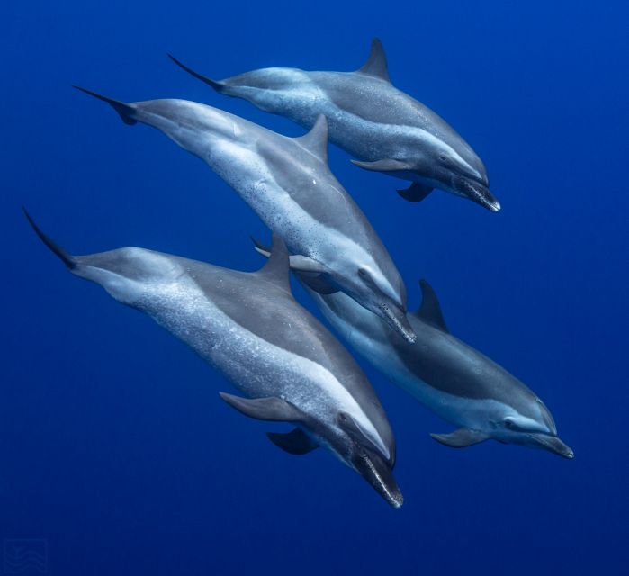 Oahu: Dolphin Swim and Turtle Snorkel Excursion in Waianae - The 3-hour rhythm: pickup, briefing, boat time, then snorkeling