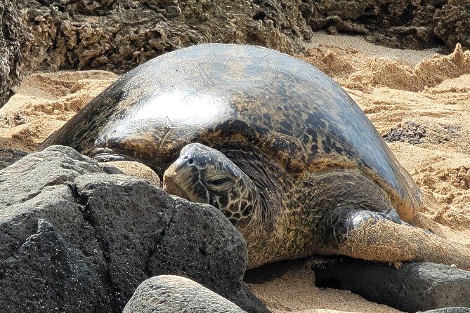 Oahu Fun Circle Island Tour With Pickup - Why This Circle Island Day Tour Feels Easier Than DIY