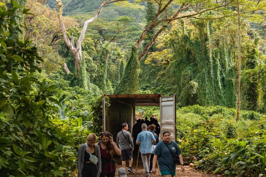 Oahu: Manoa Falls Waterfall Hike with Lunch and Transfers - The Manoa Valley Rainforest Trail: 1.6 Miles That Can Be Tricky