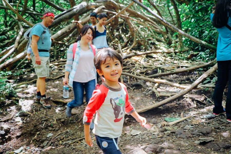 Oahu: Manoa Falls Waterfall Hike with Lunch and Transfers - Who This Tour Fits Best (and Who Should Skip It)