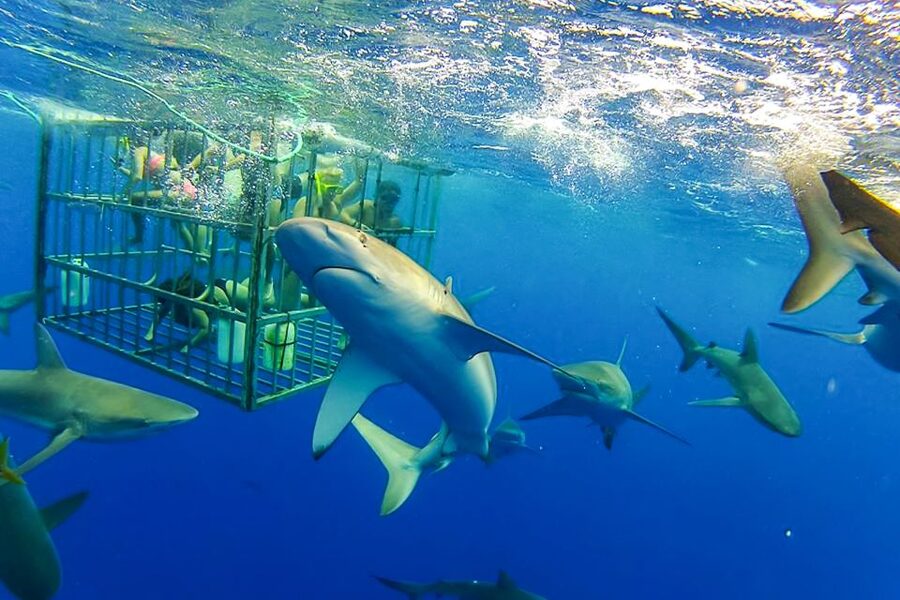 Oahu: Shark Cage Dive on the North Shore - Getting To Haleiwa: Where the North Shore Adventure Starts