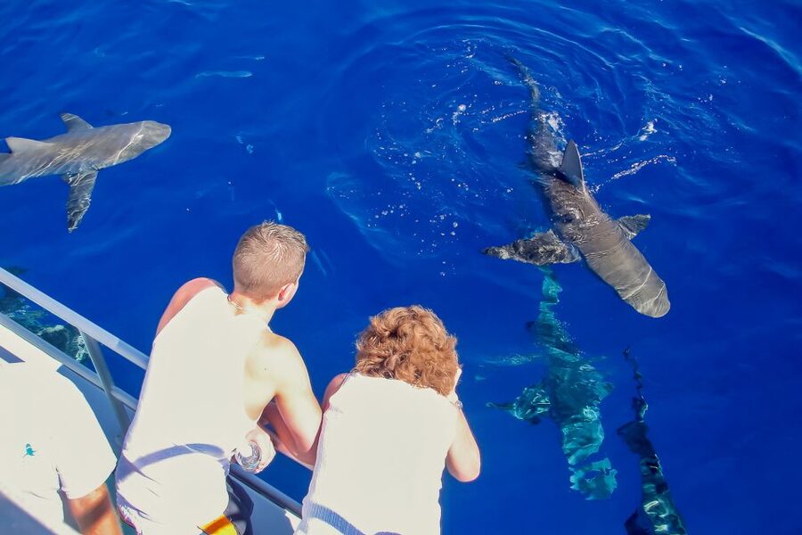 Oahu: Shark Cage Dive on the North Shore - Should You Book the North Shore Shark Cage Swim?