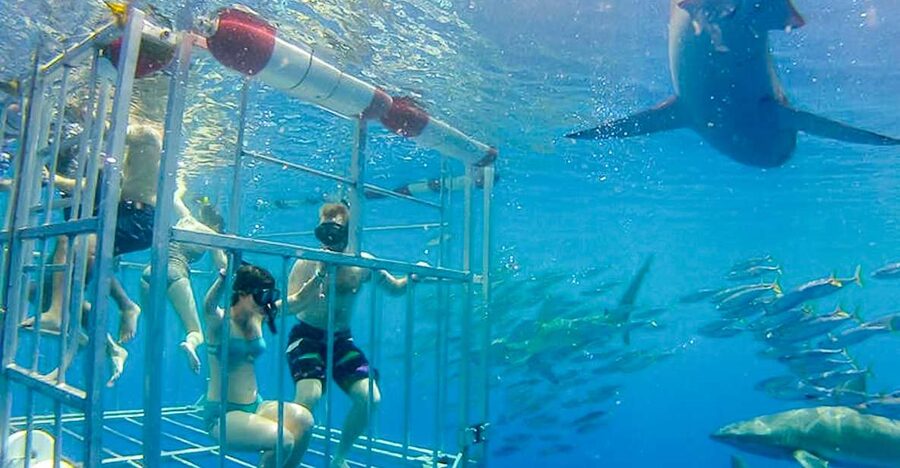 Oahu: Shark Cage Dive on the North Shore - The 90-Minute Rhythm: Boat Ride, Safety Briefing, and First Sightings