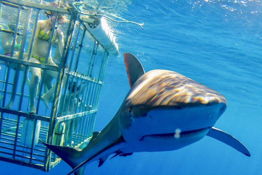 Oahu: Shark Cage Dive on the North Shore - Your 20 Minutes at Sea Level: What the Cage Time Feels Like