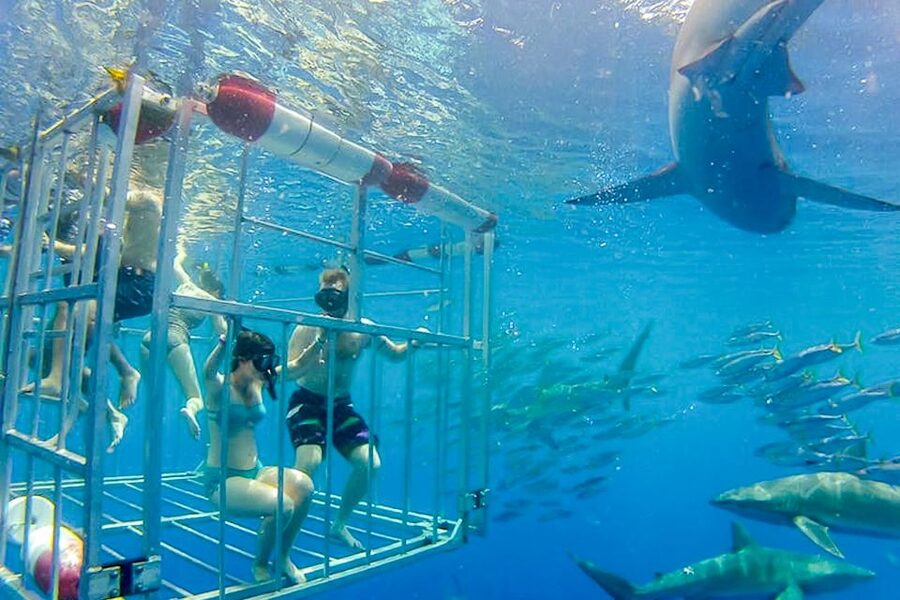 Oahu: Shark Cage Dive on the North Shore - Wildlife You Might Spot: Dolphins, Turtles, and Whale Options