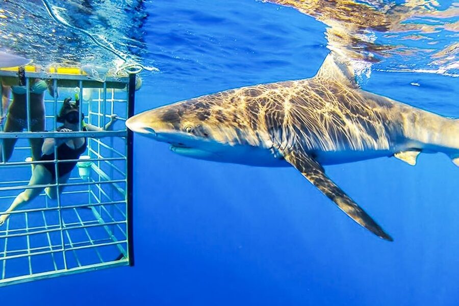 Oahu: Shark Cage Dive on the North Shore - What the $99 Price Covers, and What It Might Not