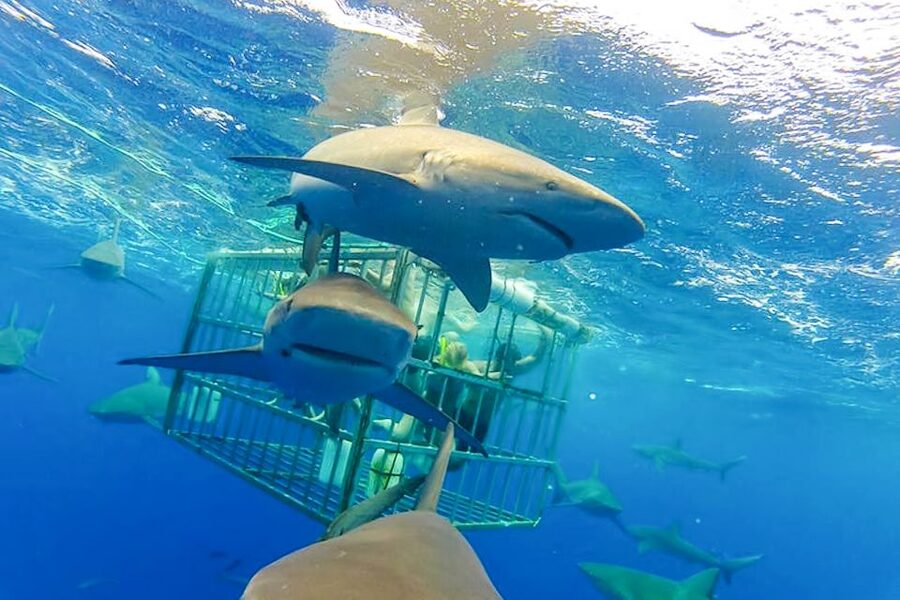 Oahu: Shark Cage Dive on the North Shore - Weather Reality on the North Shore: How to Plan Like a Pro
