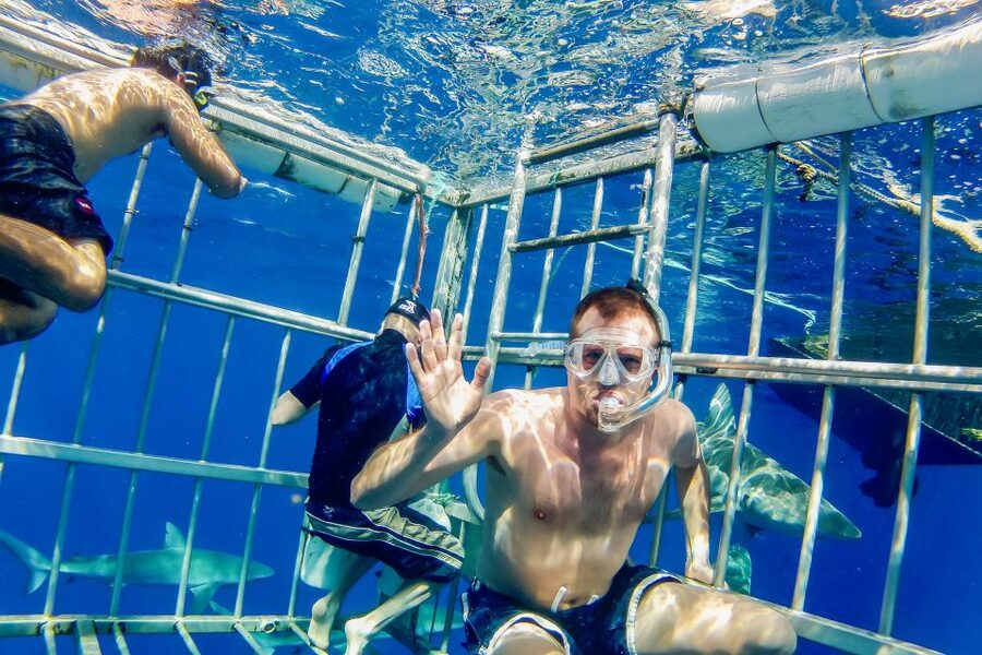 Oahu: Shark Cage Dive on the North Shore - Who This Tour Fits Best (And Who Might Skip It)