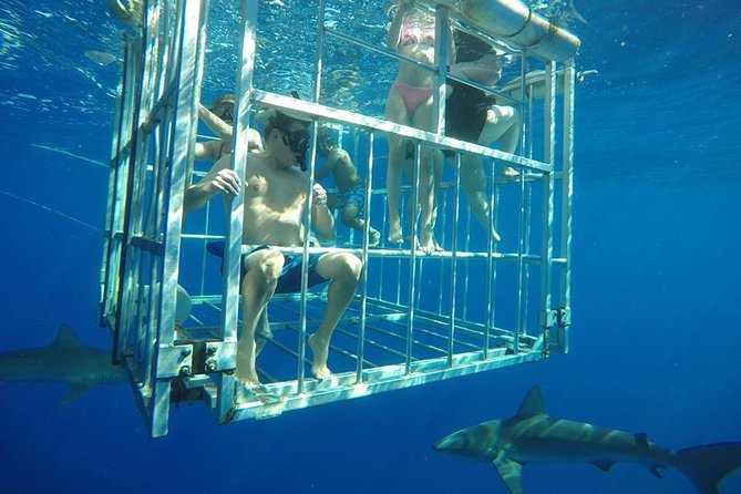 Oahu Shark Dive - The Oahu Shark Cage Experience, in Plain English