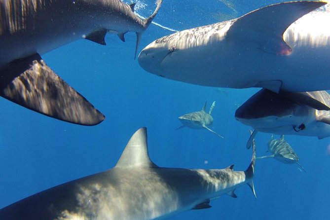 Oahu Shark Dive - The Cage Time: Safety Rules, Timing, and Shark Sightings