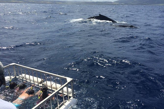 Oahu Shark Dive - Wildlife Bonus: Turtles, Dolphins, and Winter Humpbacks
