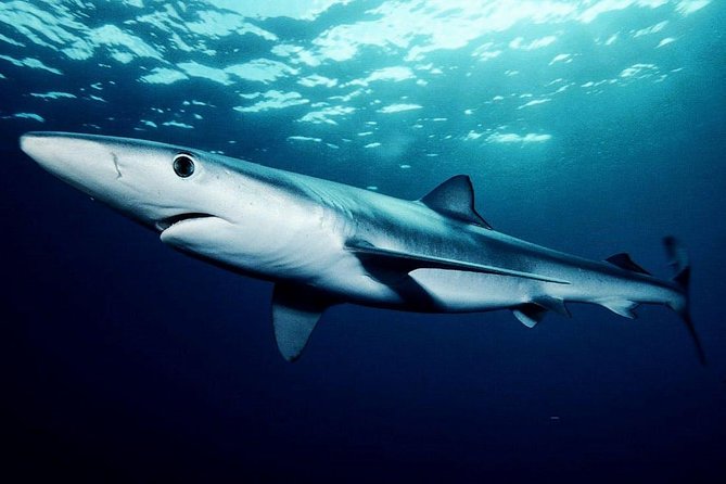 Oahu Shark Dive - Snorkeling Gear Included: What It Adds (And What It Doesn’t)