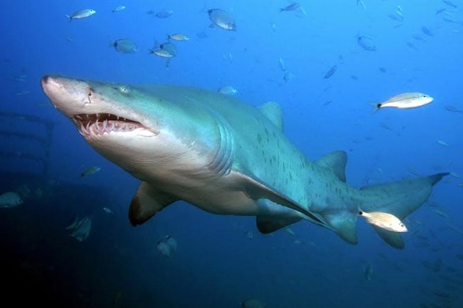 Oahu Shark Dive - The Underwater Video Upgrade and Camera Reality
