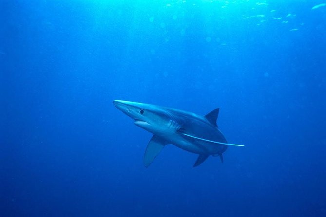 Oahu Shark Dive - Price and Value: Is $99.48 Worth It?