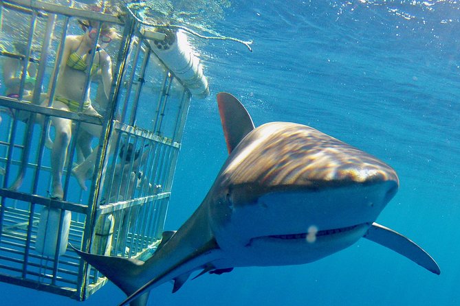 Oahu Shark Dive - Getting There From Haleiwa Boat Harbor (And Why It Matters)