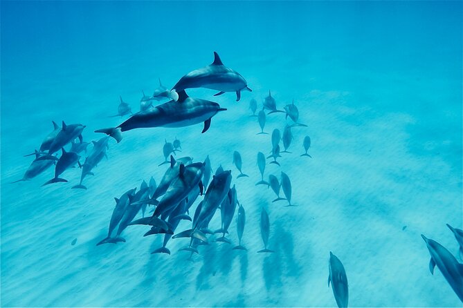 Oahu: Swim with Dolphins on the West Coast - Key things that make this tour worth your time