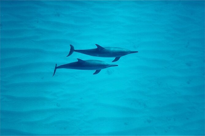 Oahu: Swim with Dolphins on the West Coast - Snorkeling and swimming: how the wildlife moment usually happens