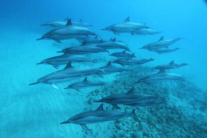 Oahu: Swim with Dolphins on the West Coast - Spinner dolphin distance rules, and why it can affect your swim plan