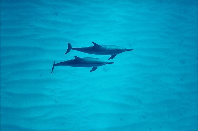 Oahu: Swim with Dolphins on the West Coast - Lunch on board, snacks, and what to pack so the morning stays easy