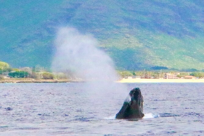 Oahu: Swim with Dolphins on the West Coast - Price and value: is $187.43 a fair deal for West Oahu?