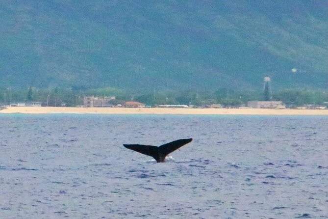 Oahu: Swim with Dolphins on the West Coast - Who this tour fits best, and who might want a different style