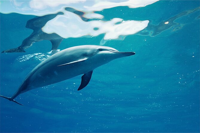 Oahu: Swim with Dolphins on the West Coast - Pickup, the early start, and getting to Waianae Small Boat Harbor
