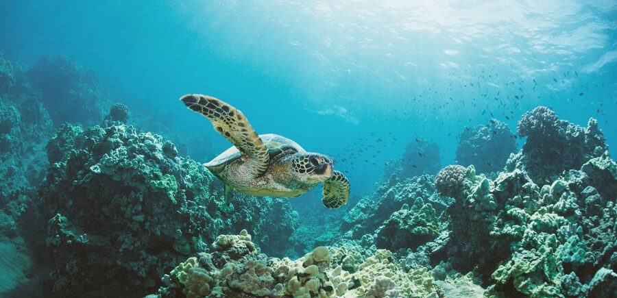 Oahu: Turtle Canyon Snorkeling Boat Tour - Turtle Canyon, Diamond Head, and a guided turtle search that feels doable