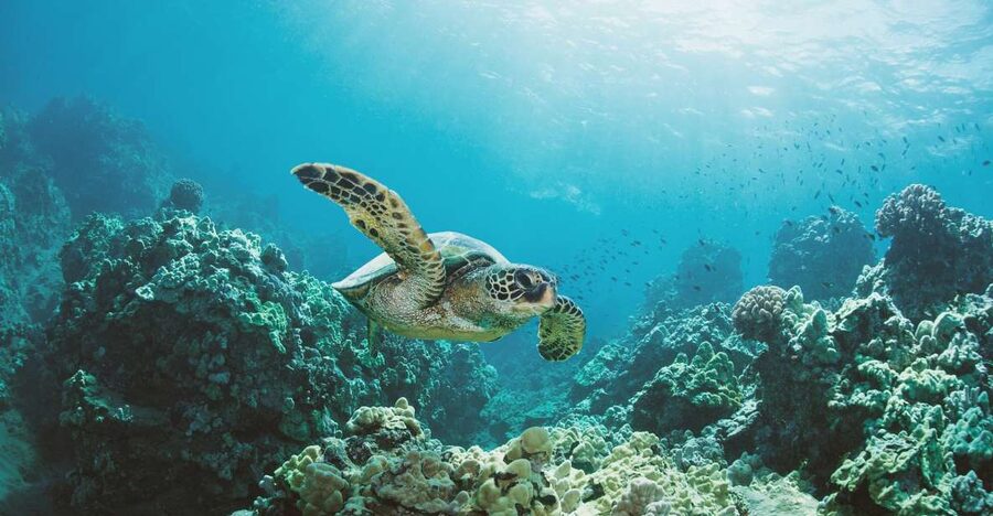 Oahu: Turtle Canyon Snorkeling Boat Tour - Practical tips so your Turtle Canyon swim goes smoothly