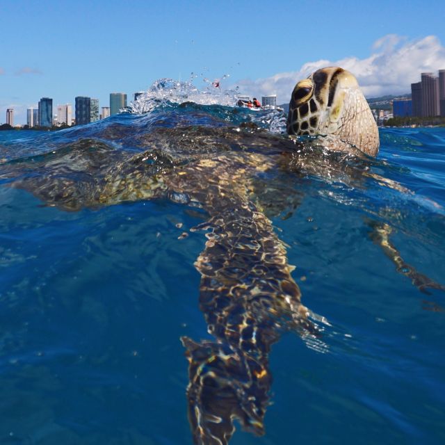 Oahu: Turtle Canyon Snorkeling Boat Tour - Price and logistics: is $85 per person a fair deal?