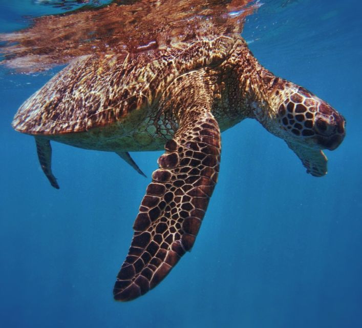 Oahu: Turtle Canyon Snorkeling Boat Tour - Meeting at Pier B, then the quick boat to the snorkeling site
