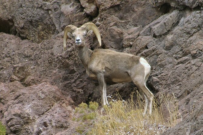 Old West ATV or RZR Adventure with Gold Mine Tour and Lunch - Photos and video that do not feel like a sales pitch