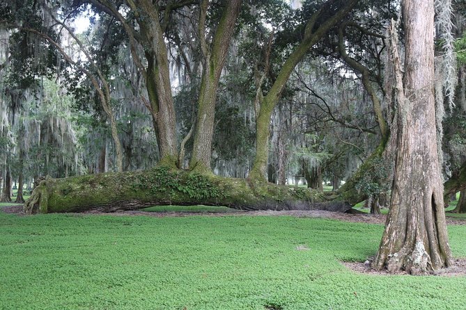 One-Hour Airboat Ride Near Orlando - Timing, Weather, and Wildlife Expectations