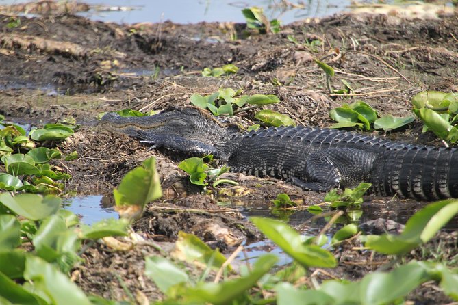 One-Hour Airboat Ride Near Orlando - The Park Experience: Butterflies and the Native American Village Stops