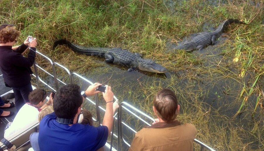 Orlando: Everglades Airboat Ride and Wildlife Park Ticket - Price and Value: Why $36 Per Person Often Feels Like a Deal