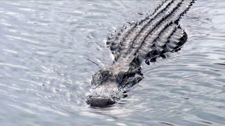 Orlando: Everglades Airboat Ride and Wildlife Park Ticket - Why This Orlando Everglades Airboat Ticket Feels Different From a Standard Zoo Trip