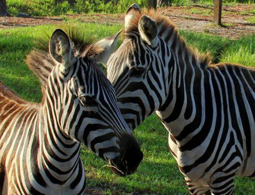 Orlando: Everglades Airboat Ride and Wildlife Park Ticket - How the Captains Turn the Everglades Into a Learning Experience